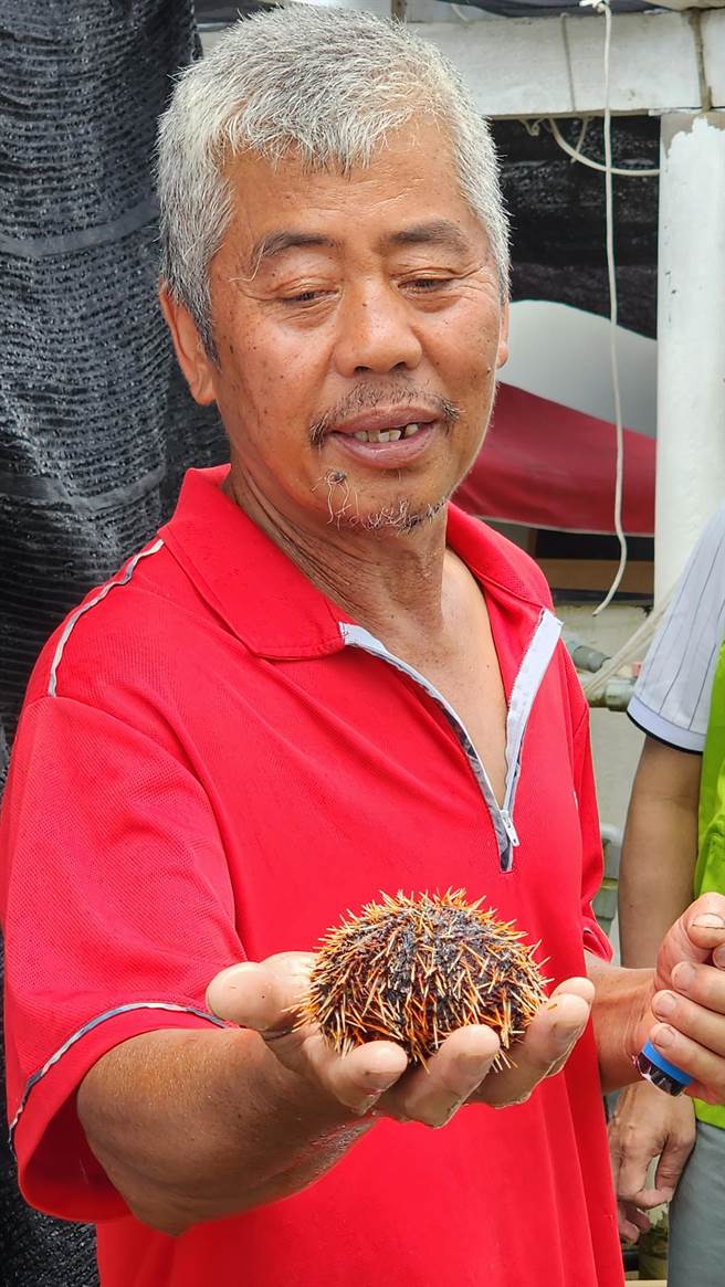 养殖业者陈丁贵展示手上人工养殖的海胆。（许逸民摄）