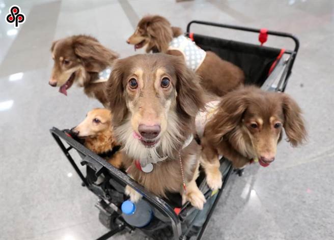 因应民眾饲养「毛小孩」风气盛行，国民党台北市议员陈炳甫提案，北北基桃应设立「公有宠物遗体专用焚化炉」。（示意图／本报资料照片）