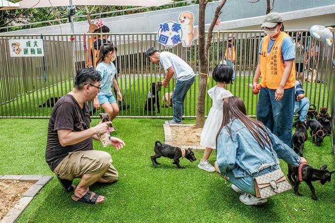 新竹县动物保护教育园区的互动广场，分隔大狗、小狗的户外活动空间，参观民眾与犬只有更多互动，以提高认养率。（罗浚滨摄）