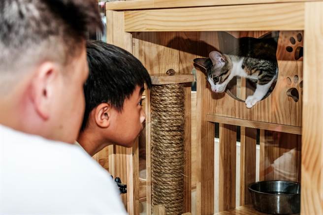 新竹县动物保护教育园区的所猫「Q酱」十分亲人，萌翻参观的民眾。（罗浚滨摄）