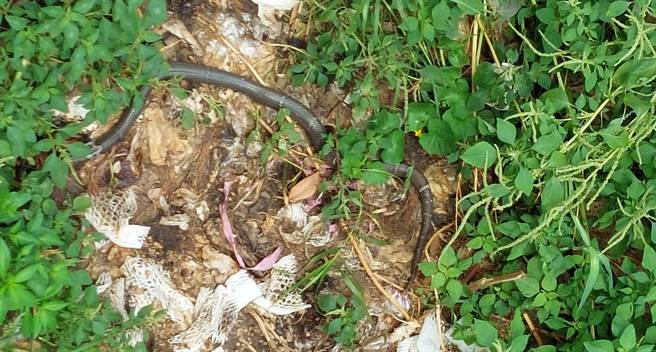 高雄市观光景点竟出现眼镜王蛇！1日上午一名清洁人员在高雄市美浓区美浓桥打扫，竟发现一条约2米长的眼镜王毒蛇流窜草丛中，吓得跑去告诉里长。（里长林作松提供／林雅惠高雄传真）