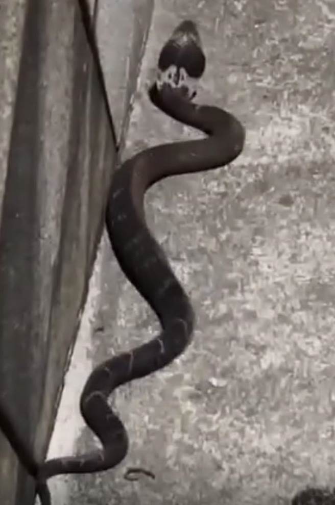 基隆热门景点潮境公园惊见超过1公尺眼镜蛇，民眾赶紧贴到脸书社团，提醒游客要小心蛇类。（摘自基隆人日常社团脸书／徐佑升基隆传真）