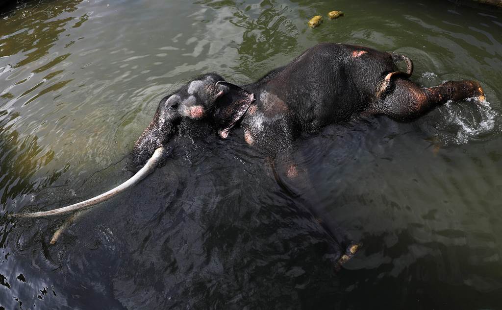 这头二十年前赠送给斯里兰卡的大象，今（2）日被空运回泰国。图为大象木都。（路透社）(photo:ChinaTimes)