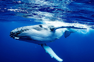 座頭鯨屍海上漂流 引50隻虎鯊瘋狂撕咬 驚悚畫面曝光