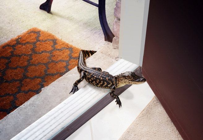 美国一对夫妻半夜听到爱犬的声音，认为有人闯入家中，未料竟是一只小鱷鱼。(示意图/达志影像)