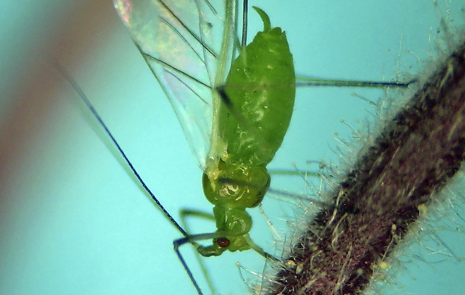 纽约窜出爆量蚜虫（aphids）侵袭。（图／美联社）