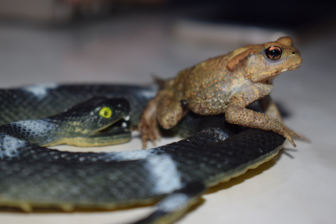 有网友目击一只蟾蜍将巨蟒当成坐骑，稳如泰山地乘坐在蟒蛇身上。（示意图／达志影像）