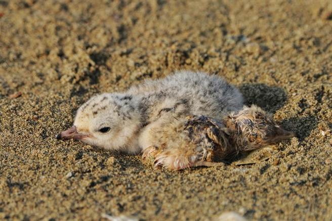 新竹市香山溼地的沙丘近日有小燕鸥陆续报到。（新竹市政府提供／陈育贤新竹传真）