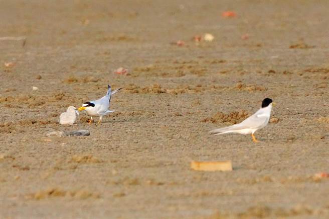 新竹市香山溼地的沙丘近日有小燕鸥陆续报到。（新竹市政府提供／陈育贤新竹传真）