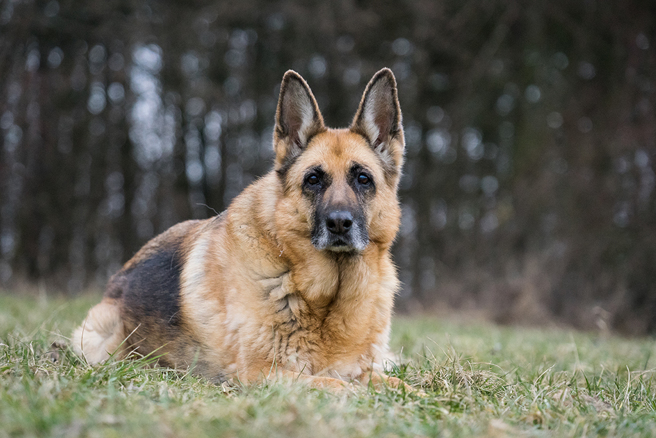 國外一名女飼主在狗狗即將被安樂死前，將牠緊急救下，給了牠一個溫暖歸屬。（示意圖／達志影像）