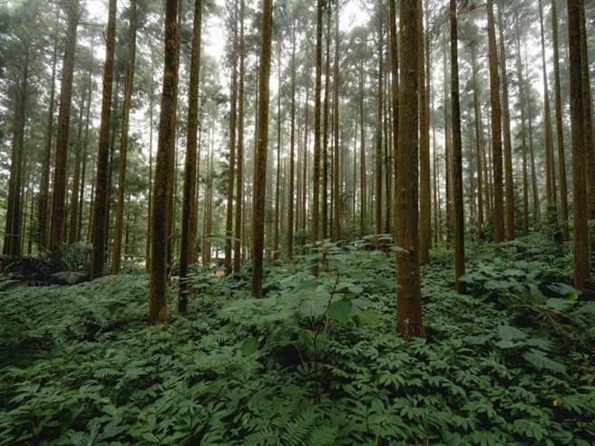「森呼吸」住房專案，飯店住宿結合戶外森林遊程、自然香氛及療癒植栽等好禮，專案贈馬武督森林遊樂園入園券。(新竹老爺酒店提供)