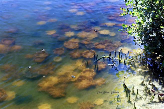 7月份仍可看到水母踪迹。（陈俊强提供／高雄洪靖宜传真）