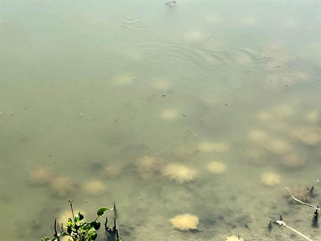 从岸边就可看到水漂浮着。（洪靖宜摄）