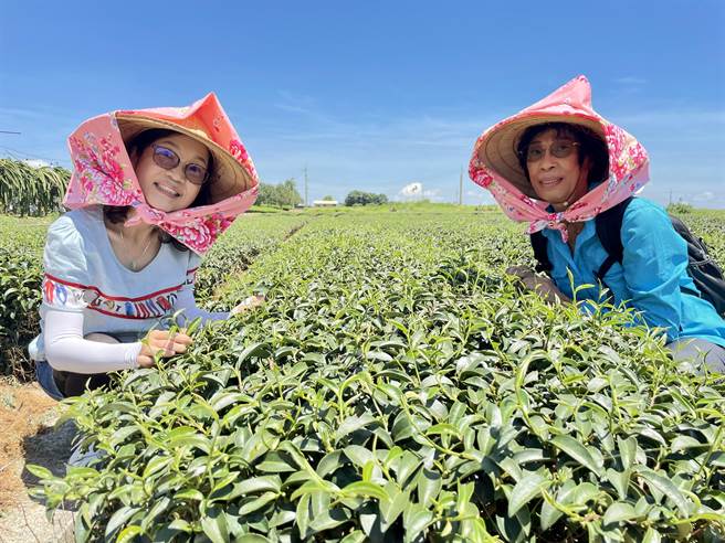 松柏岭茶园风光让港澳旅客惊艳，直呼一辈子难得见到，希望有机会再游台湾。（杨静茹摄）
