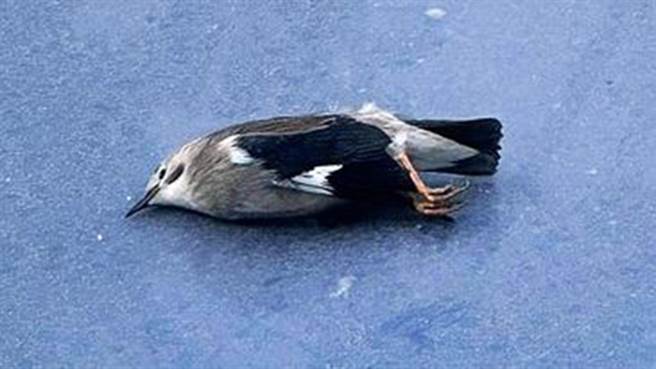 现代化大楼大量採用玻璃帷幕，经常造成高速飞行下的飞禽猛烈撞击被「窗杀」。（颖艾达利提供／洪荣志台南传真）