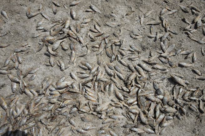 伊拉克東南部驚見上萬條死魚被沖上岸，5月底在巴斯拉省的沼澤地也有大量魚群死亡。（圖/路透社）