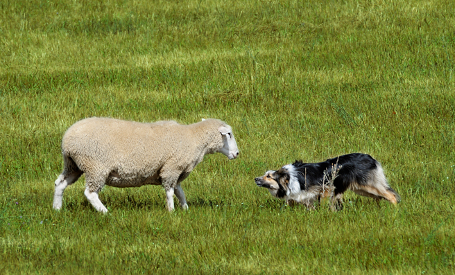 大陆一名钓客发现河中出现小羊，不断地发出哀号，岸边的牧羊犬发现后，赶紧跳下水营救。(示意图/达志影像)