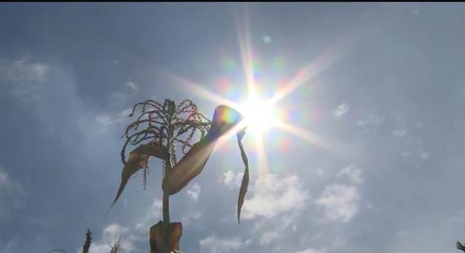 草屯75岁陈姓男子日前到菜园种菜热昏，家人发现将他送医，他因热衰竭身亡。（民眾提供／杨静茹南投传真）