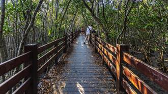 新豐紅樹林木棧道整修 下周開放遊客搶先觀濕地生態
