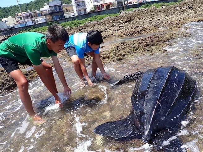 被列为第一级濒临绝种保育类生物的「革龟」，4日下午出现在恒春万里桐潮间带，但被民眾发现时却生命迹象不稳定、且右前肢断裂。（洪姓居民提供／谢佳潾屏东传真）