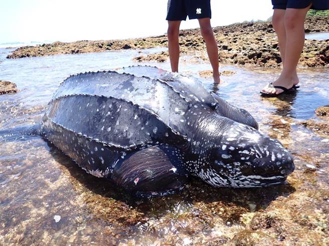 被列为第一级濒临绝种保育类生物的「革龟」，4日下午出现在恒春万里桐潮间带，但被民眾发现时却生命迹象不稳定、且右前肢断裂。（洪姓居民提供／谢佳潾屏东传真）