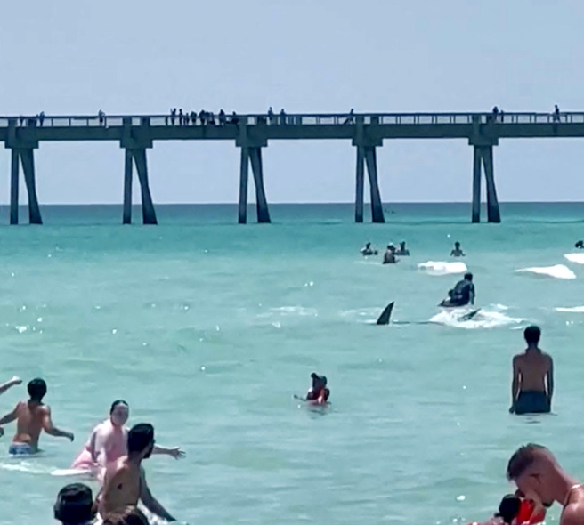 美國佛州海邊接連出現鯊魚在泳客戲水的淺水區域覓食。圖為3日一尾鯊魚突然現身佛州納瓦拉海邊，當時還有許多泳客在海裡。（圖／路透社）