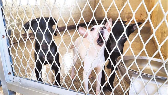 北市动物之家收费涨 收容费4800元提高至8500元（示意图/本报资料照）