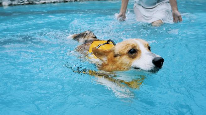 「Go帝宝」园区内设置让宠物畅快玩的户外山泉泳池。（日晖国际渡假村提供）