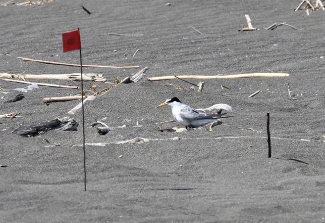 小燕鷗孵蛋。（宜蘭縣政府提供／吳佩蓉宜蘭傳真）