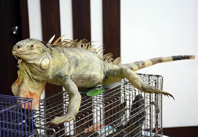 绿鬣蜥成体模样可怕，成了饲主弃养的原因之一。（林和生摄）