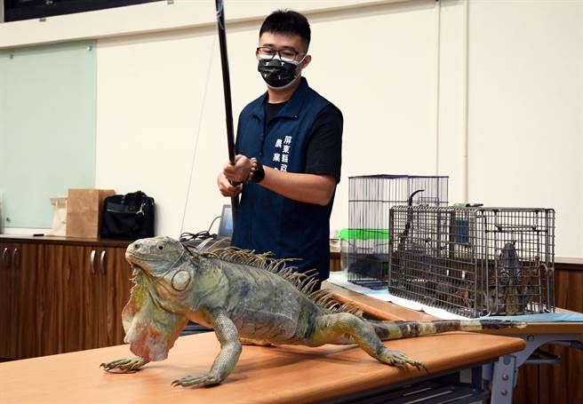 绿鬣蜥猎人利用工具捕捉，但野外数量仍是居高不下。（林和生摄）