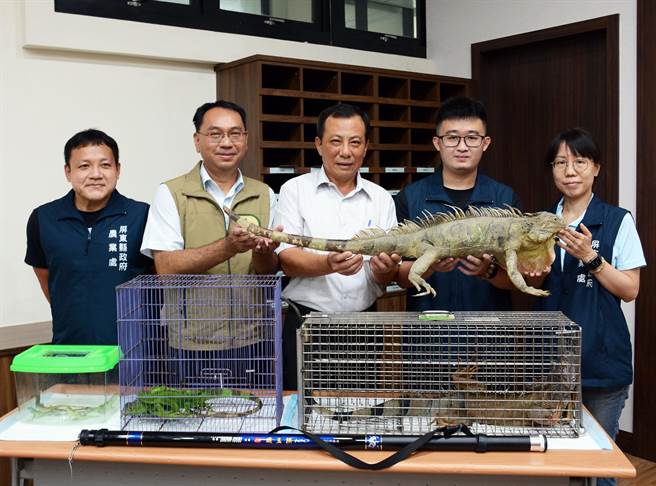 屏县府将捕抓的成体绿鬣蜥制成标本，并前进校园作为生态教育题材。（林和生摄）