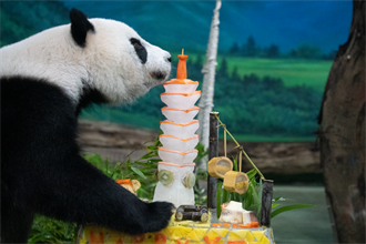 大貓熊「圓仔」吃蛋糕慶10歲生日 北市動物園回顧保育歷程