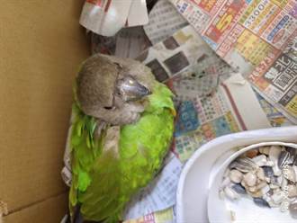新北動保處為救援寵物鳥訂製腳環 協助找到新飼主