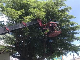颱風季前掀「砍樹潮」令人愁 國際認證樹藝師靠這招解困