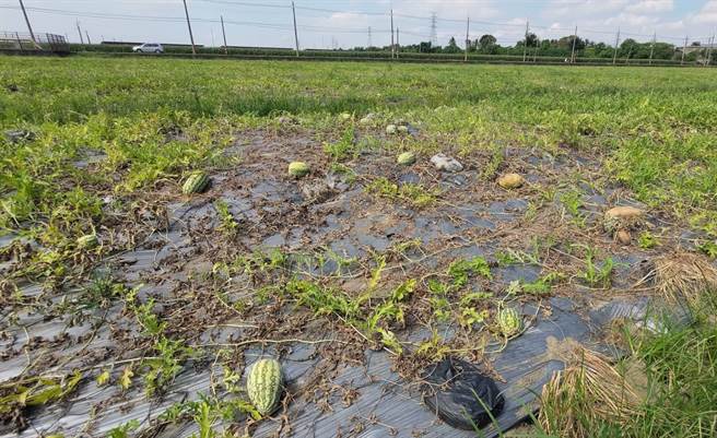 高雄市西瓜受损情形。（高雄市农业局提供／林雅惠传真）