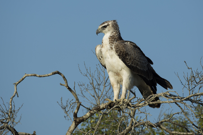 野生动物摄影师近日拍到战鵰觅食过程，只见牠叼着一只尼罗鱷，随后飞往树上啃食。(示意图/达志影像)