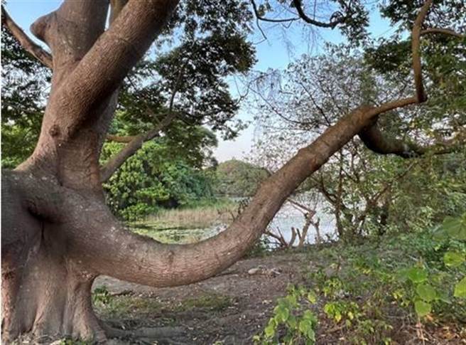 高雄市大树旧铁桥溼地有棵山黄麻树，因放射状的分枝及弯曲的形状，像极了漫画中大象甩鼻子喷水定格的画面。（高雄市水利局提供／林瑞益高雄传真）