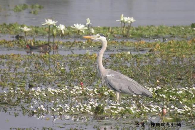 高雄市大树旧铁桥溼地的生态丰富。（高雄市水利局提供／林瑞益高雄传真）