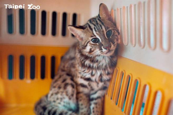 台北市动物园石虎「卷心菜」正前往特生中心进行野放前训练。（动物园提供／蔡佩珈台北传真）