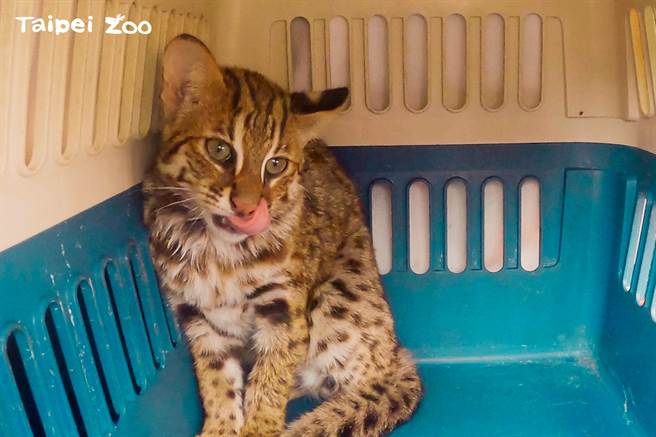 台北市动物园石虎「卷心酥」。（动物园提供／蔡佩珈台北传真）