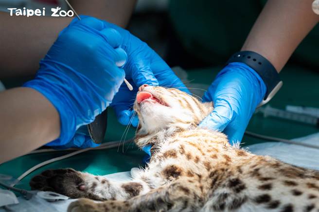 台北市动物园石虎接受健检与检查。（动物园提供／蔡佩珈台北传真）