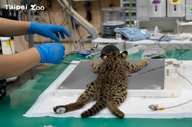 台北市动物园石虎接受X光检查。（动物园提供／蔡佩珈台北传真）