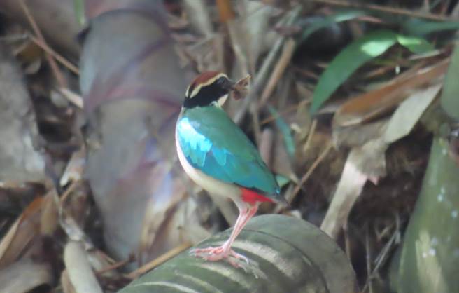 林内乡是八色鸟繁殖的重要栖息环境，图为今年6月27日拍到的八色鸟身影。（南投林管处提供）