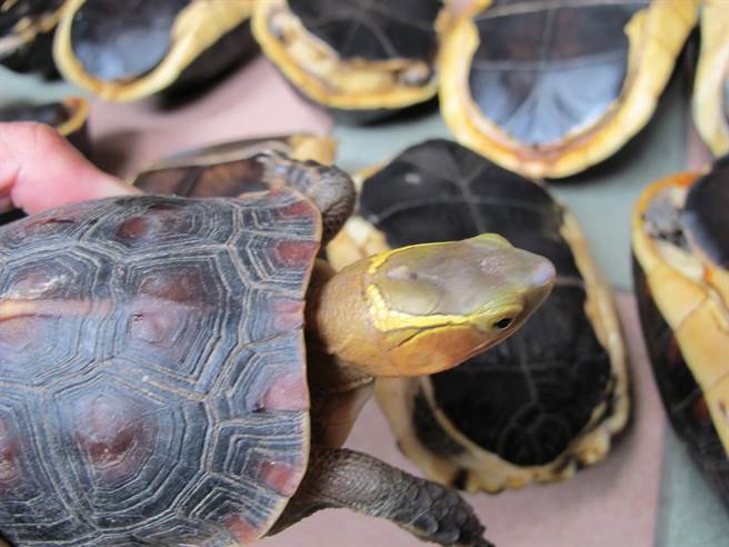 林内乡及斗六市山区也是食蛇龟喜欢栖息之地。（南投林管处提供）