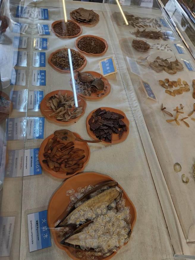 林业试验所嘉义树木园展出数十种「具翅种子」。（廖素慧摄）