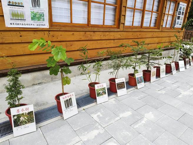 嘉义树木园日式建筑展出「具翅种子」，屋外有活体植物可以对照种子。（廖素慧摄）