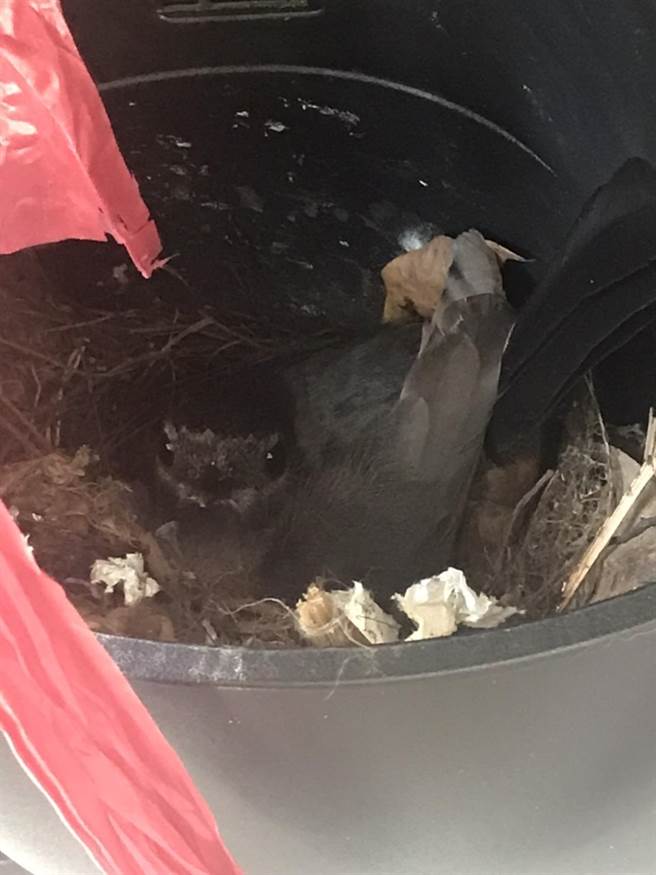 桃园市桃园区虎头山1名民眾发现自己的机车前置物箱被鸟筑巢还下蛋，此举相当罕见。（读者提供）