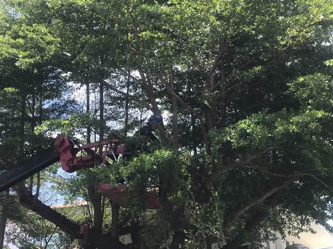 屏东返乡青年叶语蓁与ISA国际认证攀树师林新旻合作，替新埤乡老树正常修剪，传达修树不砍树才能护树的观念。（谢佳潾摄）