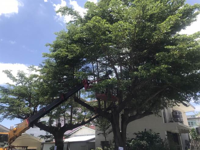 屏东返乡青年叶语蓁与ISA国际认证攀树师林新旻合作，替新埤乡老树正常修剪，传达修树不砍树才能护树的观念。（谢佳潾摄）